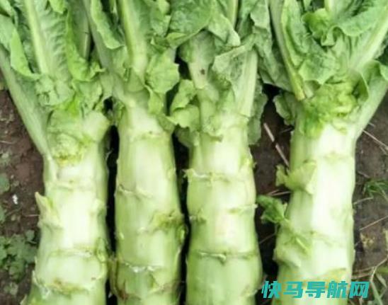 莴笋开花了还能吃吗？莴笋没炒熟吃了会怎样？