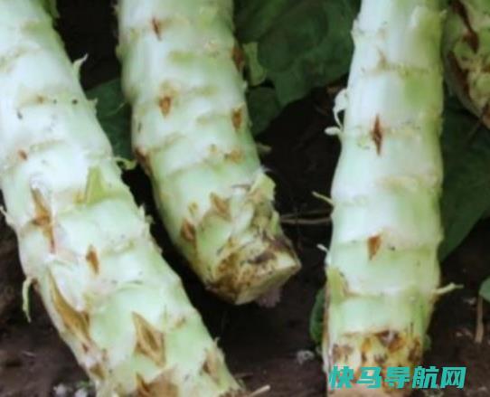 莴笋开花了还能吃吗？莴笋没炒熟吃了会怎样？